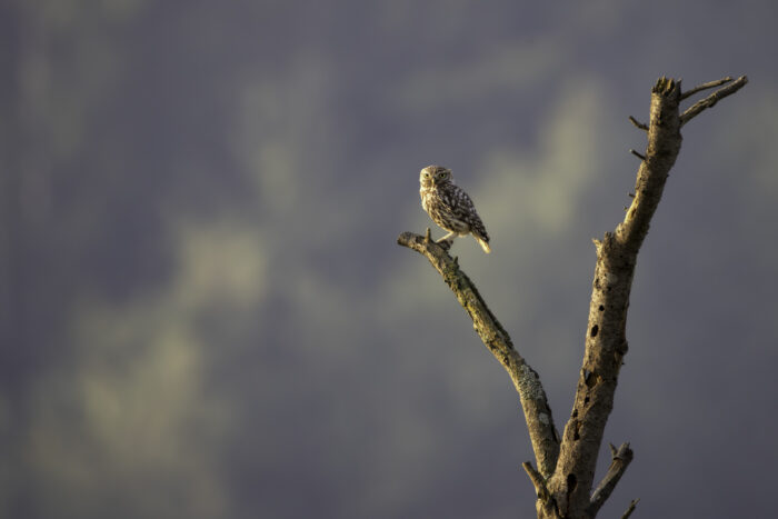 2025-07-FCa-152-Steinkauz Steinkauz