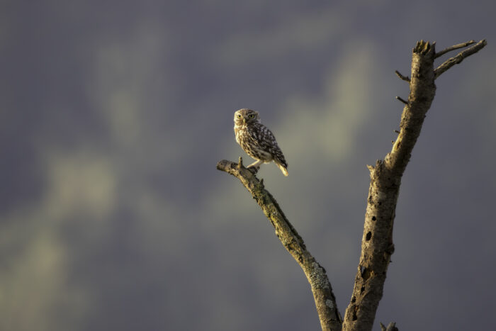 2025-07-FCa-153-Steinkauz Steinkauz