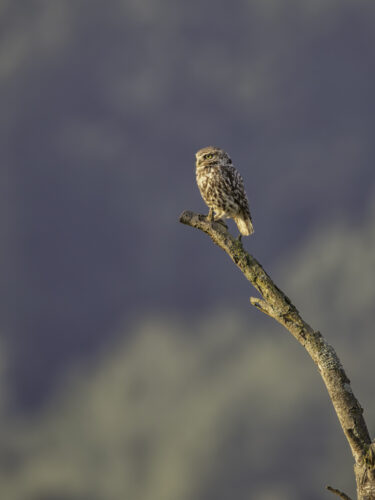 2025-07-FCa-154-Steinkauz Steinkauz