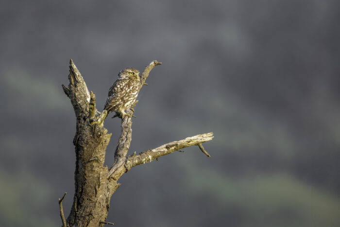 2025-07-FCa-155-Steinkauz Steinkauz