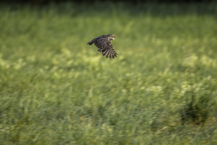 2025-07-FCa-156-Steinkauz Steinkauz