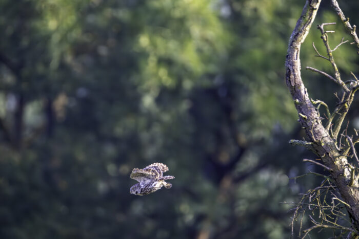 2025-07-FCa-157-Steinkauz Steinkauz