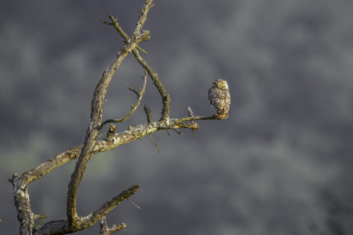 2025-07-FCa-158-Steinkauz Steinkauz