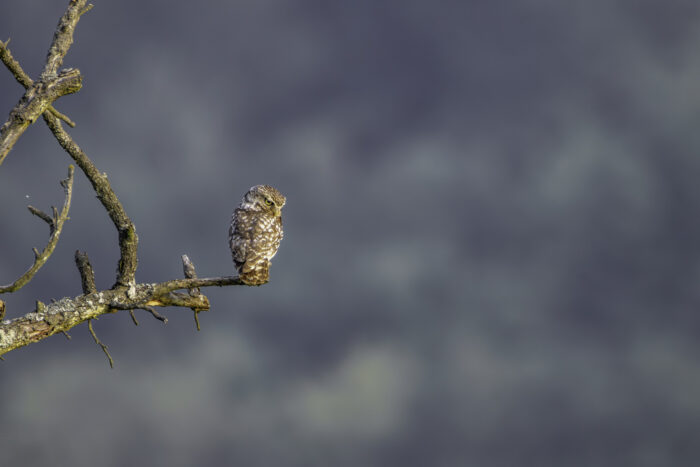 2025-07-FCa-159-Steinkauz Steinkauz