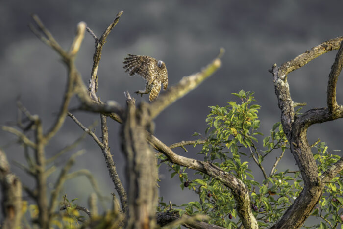 2025-07-FCa-160-Steinkauz Steinkauz