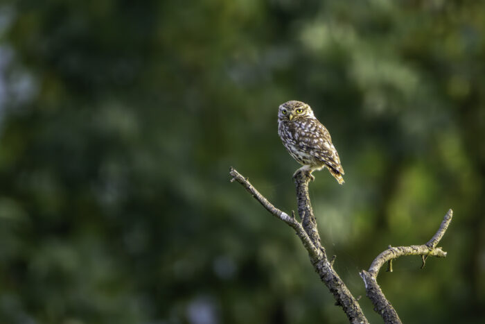 2025-07-FCa-161-Steinkauz Steinkauz