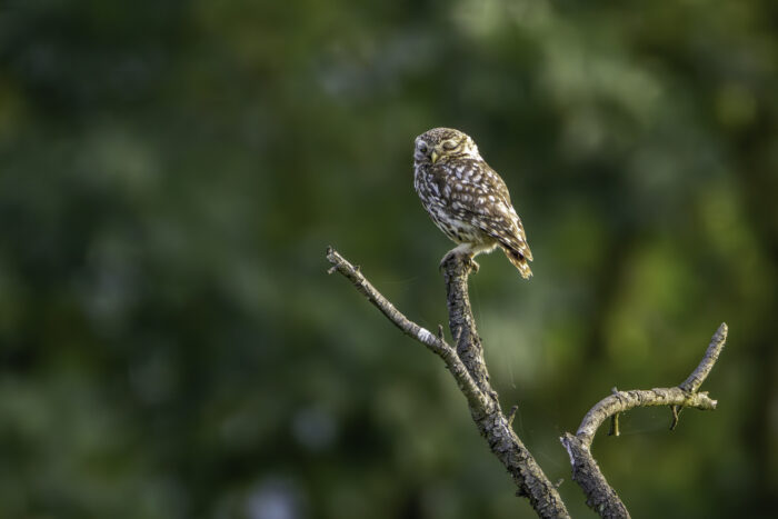2025-07-FCa-162-Steinkauz Steinkauz
