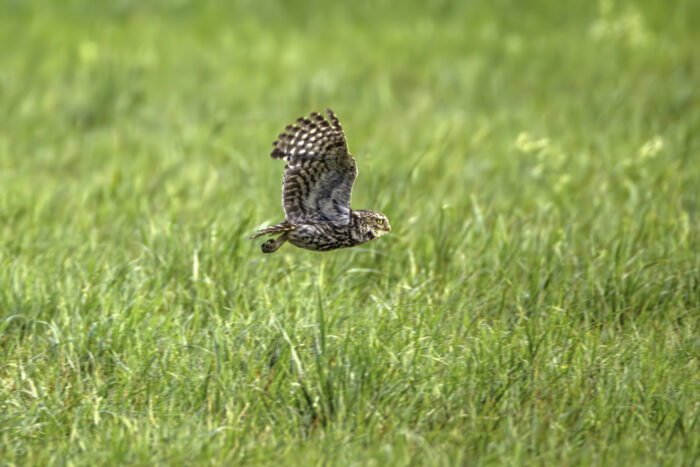 2025-07-FCa-163-Steinkauz Steinkauz