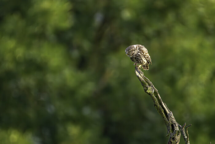 2025-07-FCa-164-Steinkauz Steinkauz