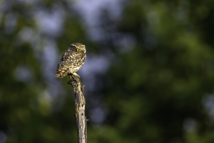 2025-07-FCa-166-Steinkauz Steinkauz