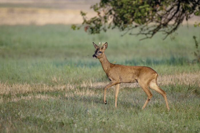 2025-07-FCa-167-Rehbock Rehbock