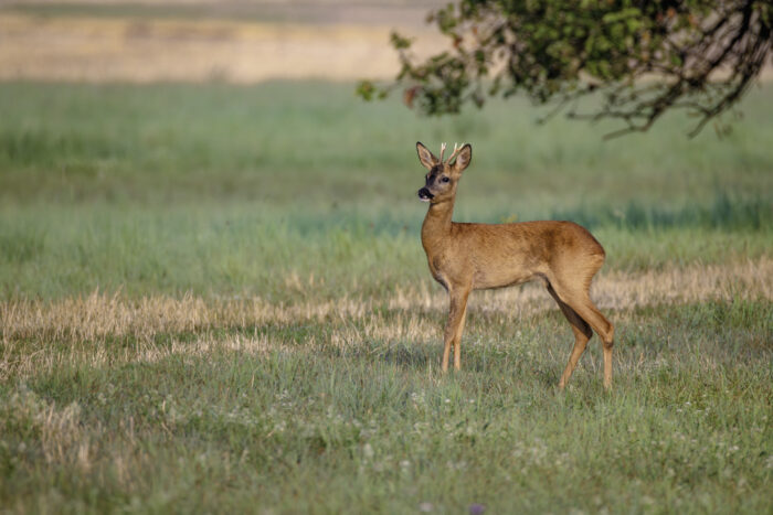 2025-07-FCa-168-Rehbock Rehbock