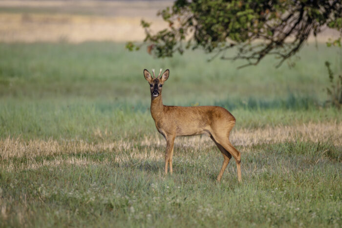 2025-07-FCa-169-Rehbock Rehbock