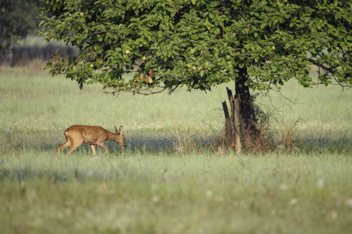 2025-07-FCa-170-Rehbock Rehbock sucht die Fährte der Ricke. Es ist Blattzeit.