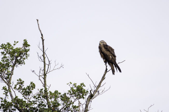 2025-07-FCa-171-Schwarzmilan Schwarzmilan