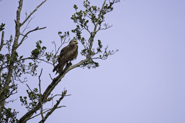 2025-07-FCa-172-Schwarzmilan Schwarzmilan