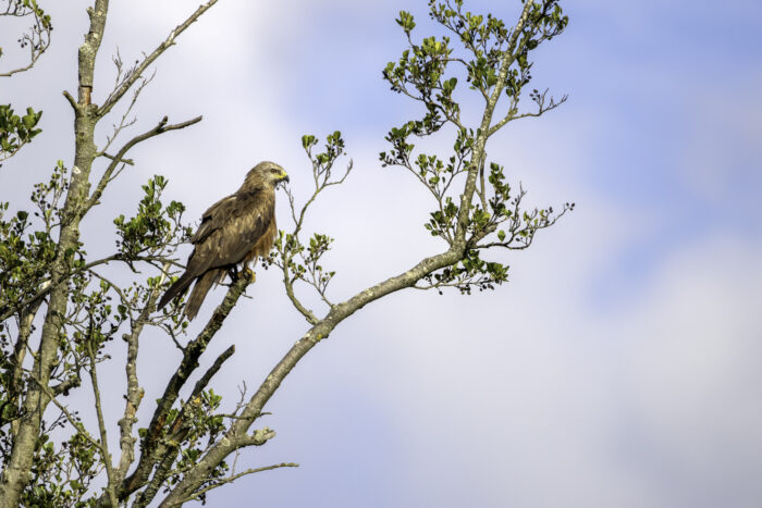 2025-07-FCa-173-Schwarzmilan Schwarzmilan