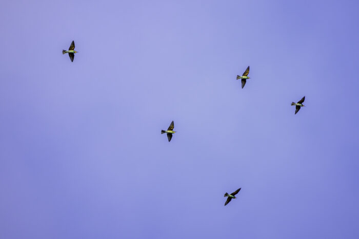 2025-07-FCa-174-Bienenfresser Bienenfresser