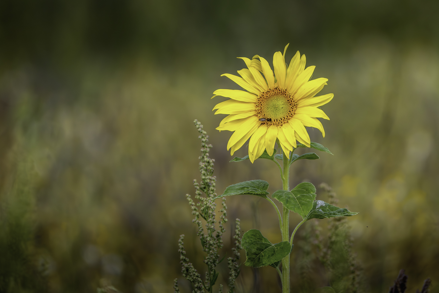 Sonnenblume