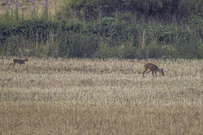 2025-07-FCa-176-Reh-Ricke-Kitz Ricke mit Kitz