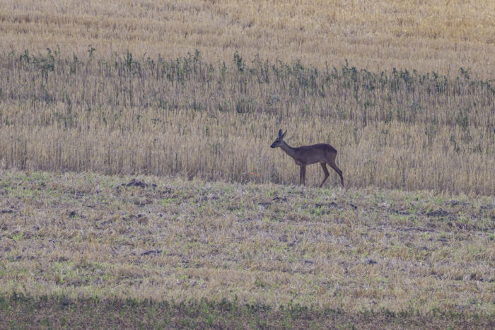 2025-07-FCa-177-Reh-Ricke Reh (Ricke)