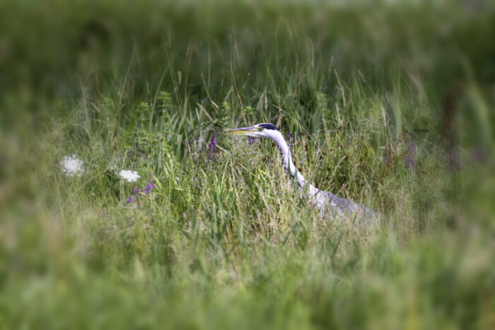 2025-07-FCa-178-Graureiher Graureiher