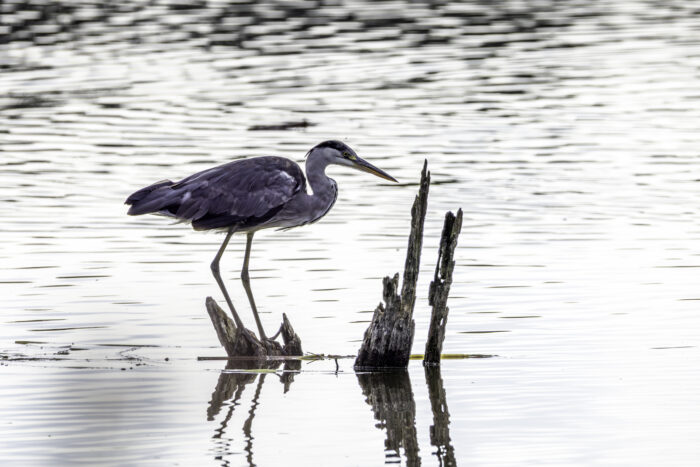 2025-07-FCa-179-Graureiher Graureiher wartet auf Beute