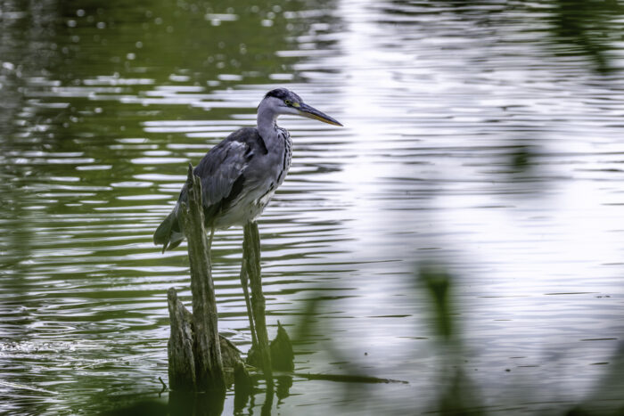 2025-07-FCa-180-Graureiher Graureiher wartet auf Beute