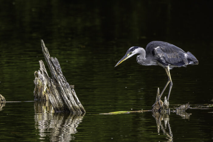 2025-07-FCa-181-Graureiher Der Graureiher hat seine Beute schon im Visier