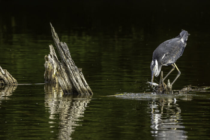 2025-07-FCa-183-Graureiher Der Graureiher hat einen kleinen Fisch erbeutet