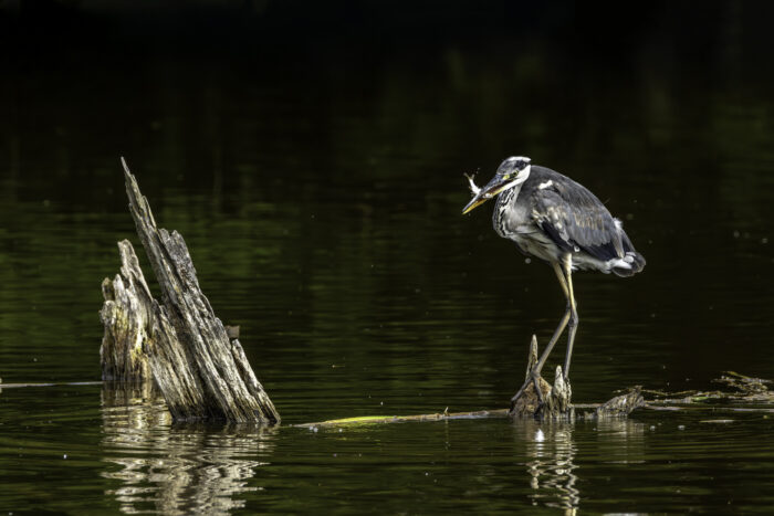2025-07-FCa-184-Graureiher Der Graureiher hat einen kleinen Fisch erbeutet