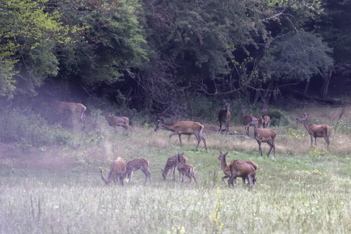 Rotwild in der Ahreifel .... am sehr frühen Morgen bei sehr wenig Licht
