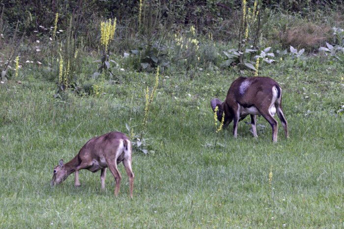 Muffelwild in der Ahreifel