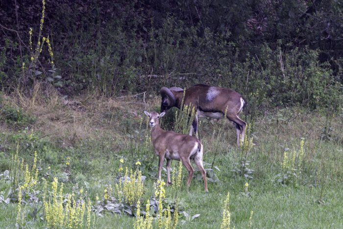 Muffelwild in der Ahreifel