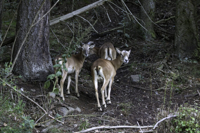 Muffelwild in der Ahreifel