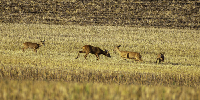 Es ist Blattzeit. Der Bock weicht der Ricke mit ihren Kitzen nicht von der Seite.