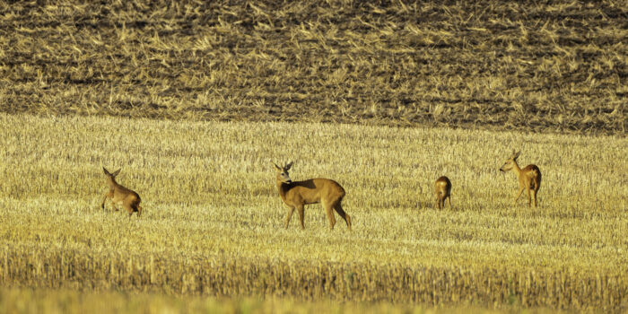 Es ist Blattzeit. Der Bock weicht der Ricke mit ihren Kitzen nicht von der Seite.