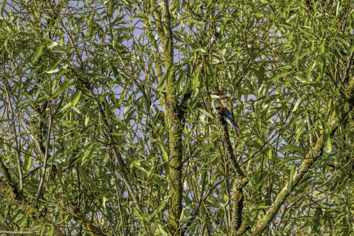 Bienenfresser (leider ein großer Ausschnitt)