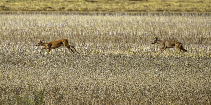 Es ist Blattzeit. Der Rehbock treibt die Ricke vor sich her.
