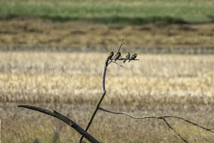 Bienenfresser - leider sehr weit entfernt