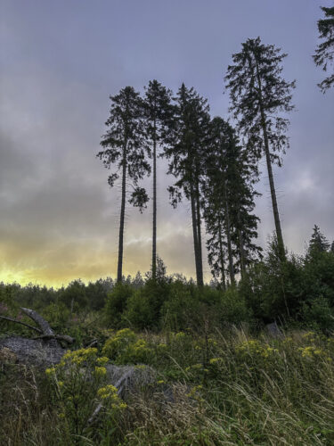 Sonnenaufgang über der Eifel