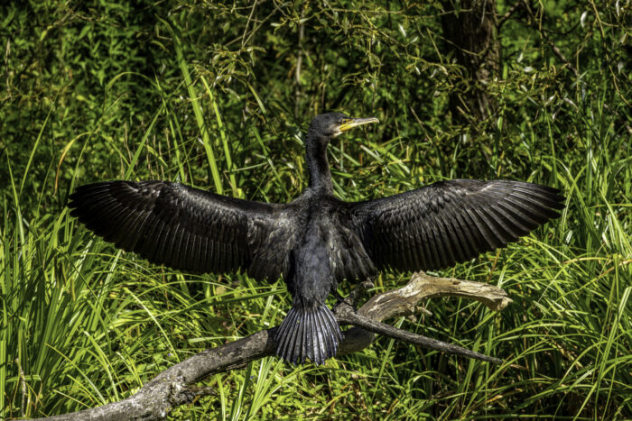 Kormoran trocknet nach dem Beutezug sein Gefieder