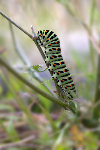 Raupe vom Schwalbenschwanz