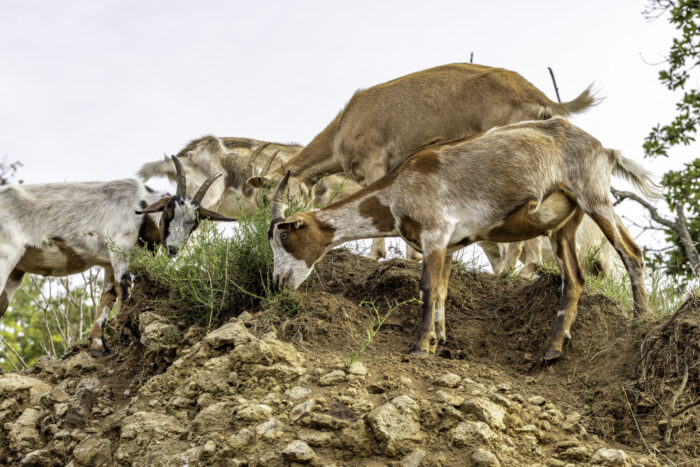 Ziegen als tierische Landschaftspfleger