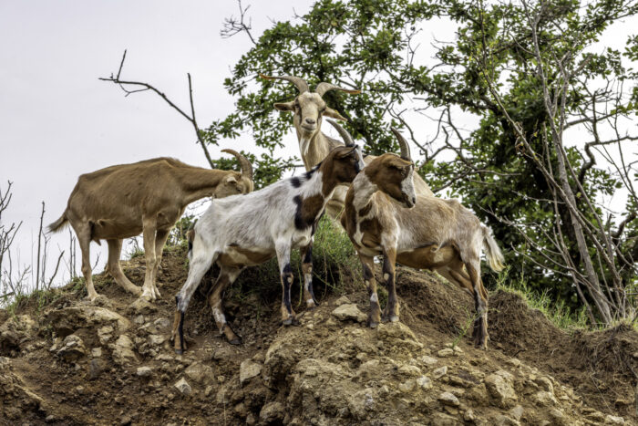Ziegen als tierische Landschaftspfleger
