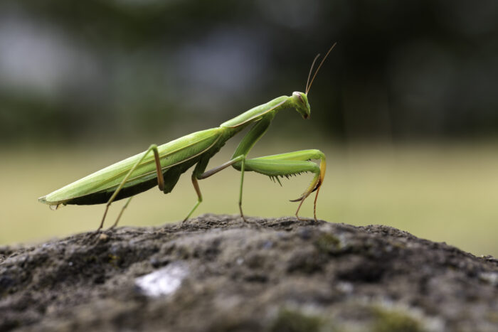 Europäische Gottesanbeterin - weiblich