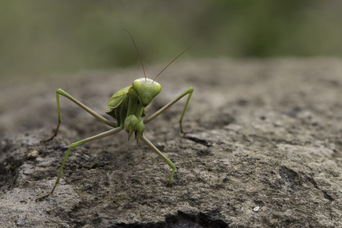 Europäische Gottesanbeterin - weiblich