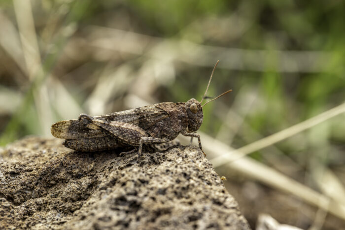 Blauflügelige Ödlandschrecke