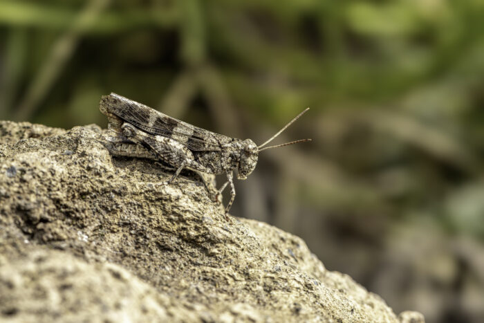 Blauflügelige Ödlandschrecke