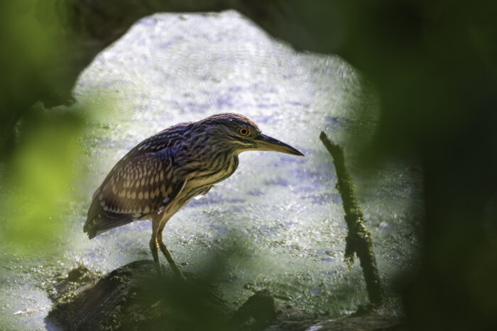 Nachtreiher (Jungtier)